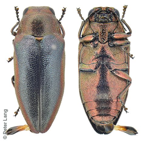 Stanwatkinsius lindi, PL1503A, male, from Hakea cycloptera, EP, 6.6 × 2.7 mm